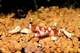 Image de Caridina cantonensis  red crystal  