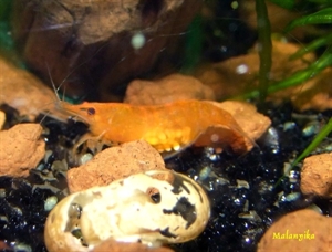 Image de Neocaridina heteropoda Sakura orange