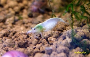 Image de Neocaridina  zhangjiajiensis white pearl 