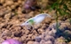 Image de Neocaridina  zhangjiajiensis white pearl 