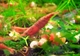 Image de Neocaridina heteropoda var red Sakura  S