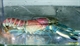 Image de Cherax  irian jaya 