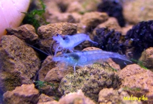 Image de Neocaridia heteropoda  "blue gelly"