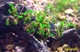Image de Tortula ruralis "sulawesi star moss"