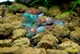 Image de Neocaridina heteropoda blue rilli