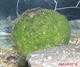 Image de Cladophora aegagropila Sp nano cube