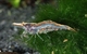 Image de Caridina simoni simoni