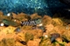 Image de Caridina cf cantonensis  tiger 