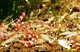 Image de Caridina taiwan bee mix F2/F3