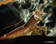 Image de la catégorie crevettes forme sauvage