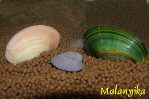 Image de lot de clams colorés