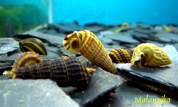 Malanyika. “Tylomelania” king snail