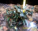 Image de Bucephalandra brownie clump 13