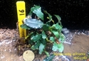 Image de Bucephalandra brownie clump 16