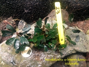 Image de Bucephalandra brownie kapuas 