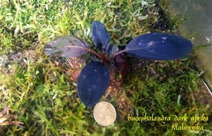 Image de bucephalandra sp dark afriqua