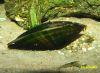 Image de Uniandra contradens "clam green jade"