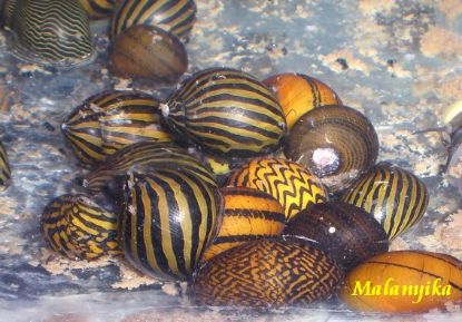 Image de Vittina coromandeliana