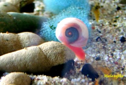 Image de Planorbe rose