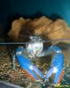 Image de Cherax quadricarinatus