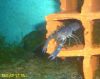 Image de Cherax quadricarinatus