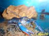 Image de Cherax quadricarinatus