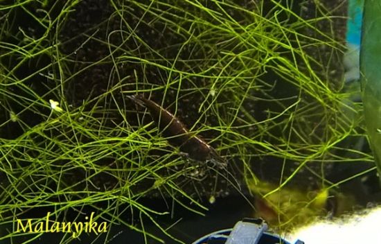 Image de Neocaridina davidi black sakura