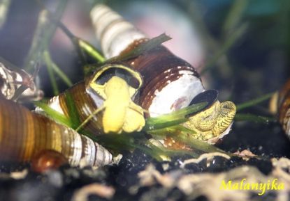 Image de Tylomelania  sarasinorum  yellow