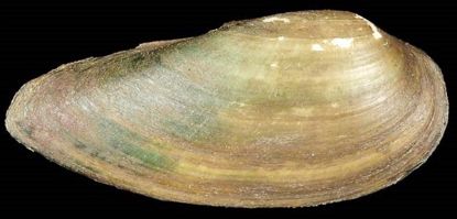 Image de Ensidens cf ingallsiansus