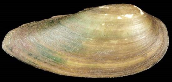 Image de Ensidens cf ingallsiansus