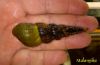 Image de Brotia herculae