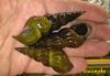 Image de Brotia herculae
