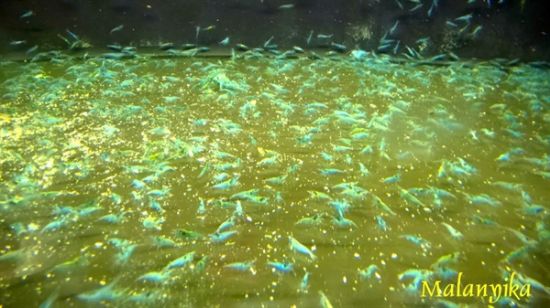 Image de Neocaridia davidi "blue jelly"