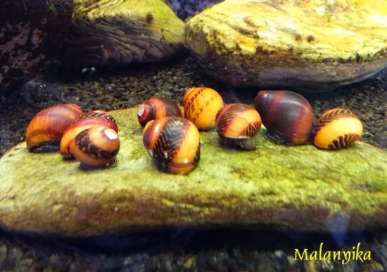 Image de Vittina waigiensis