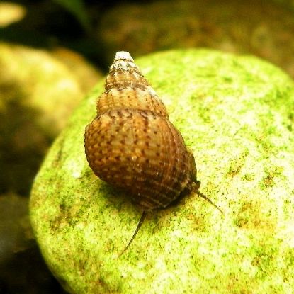 Image de Melanoides granifera