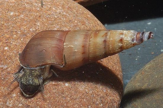 Image de Melanoides tuberculata