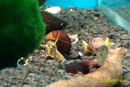 Image de Tylomelania gemmifera