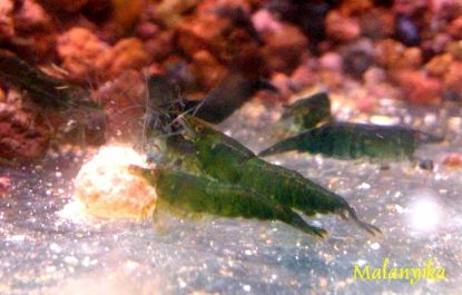 Image de neocaridina davidi green golden line
