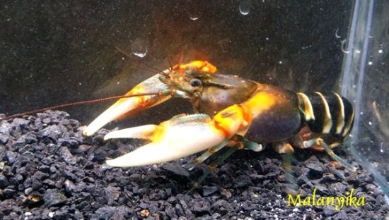 Image de Cherax peknyi