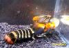 Image de Cherax peknyi