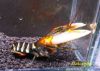 Image de Cherax peknyi