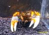 Image de Cherax peknyi