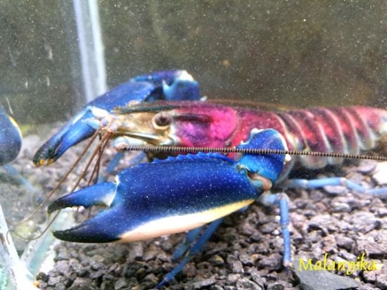 Image de Cherax pulcher