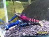 Image de Cherax pulcher