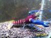 Image de Cherax pulcher