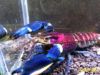 Image de Cherax pulcher