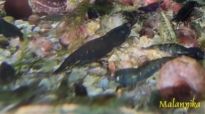 Image de Neocaridina davidi  green jade