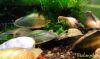Image de Uniandra contradens "clam green jade"