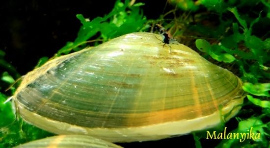 Image de Uniandra contradens "clam green jade"