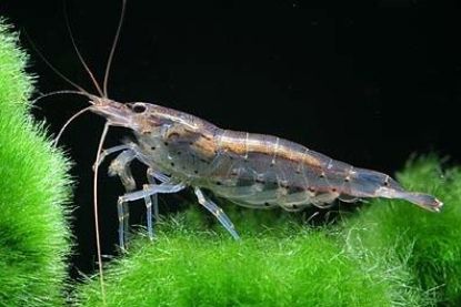 Image de Caridina multidentata